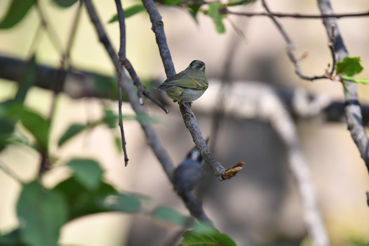 Blyth's Leaf Warbler - ML620781473