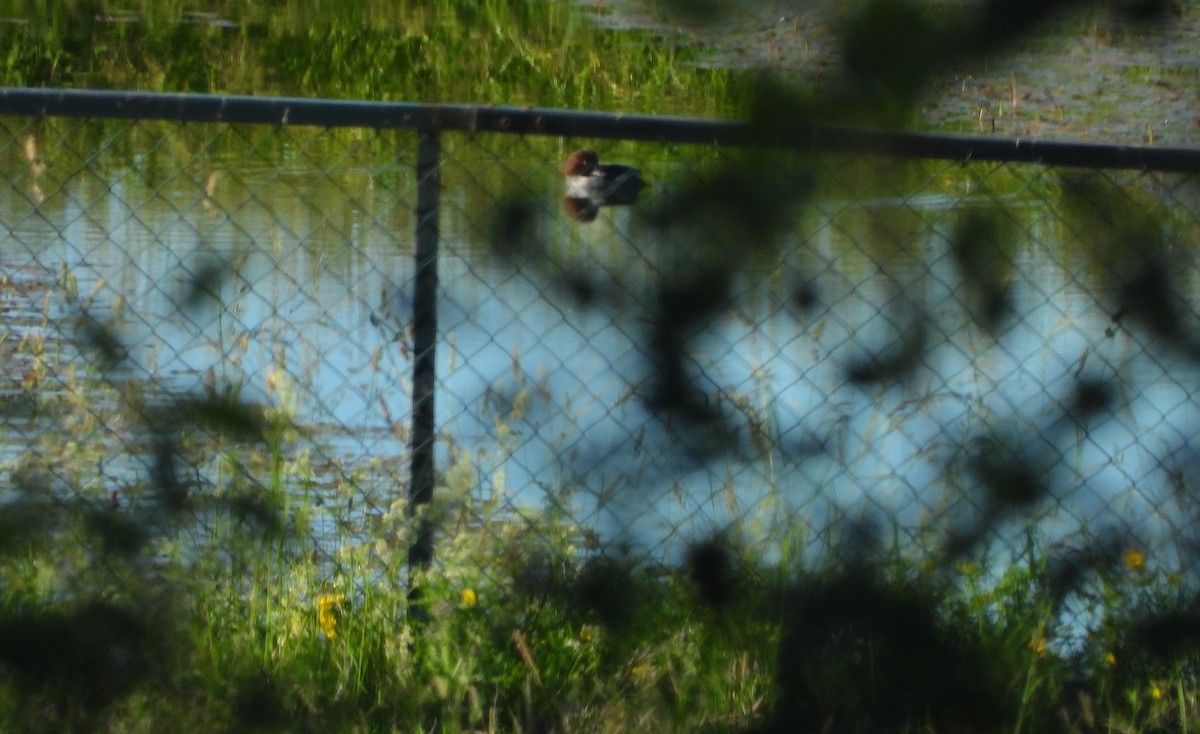 Common Goldeneye - ML620781475