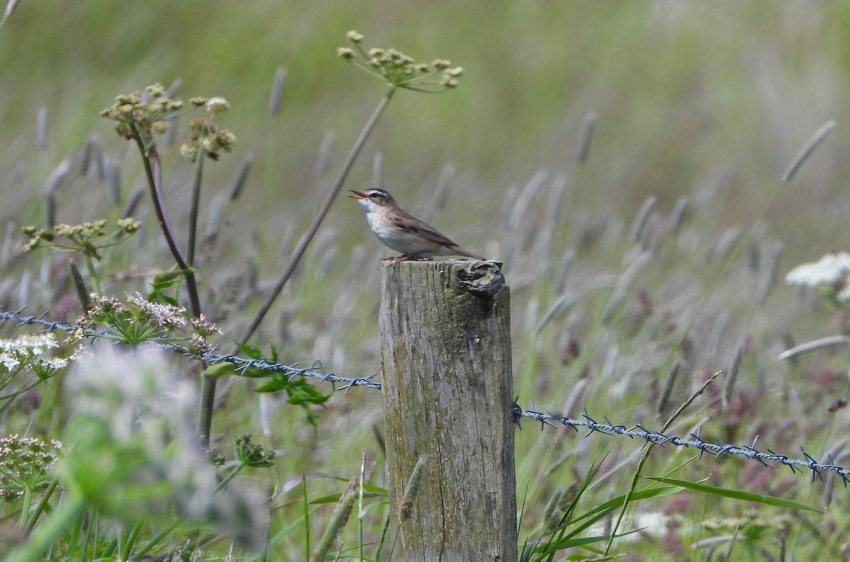 Sedge Warbler - ML620781476