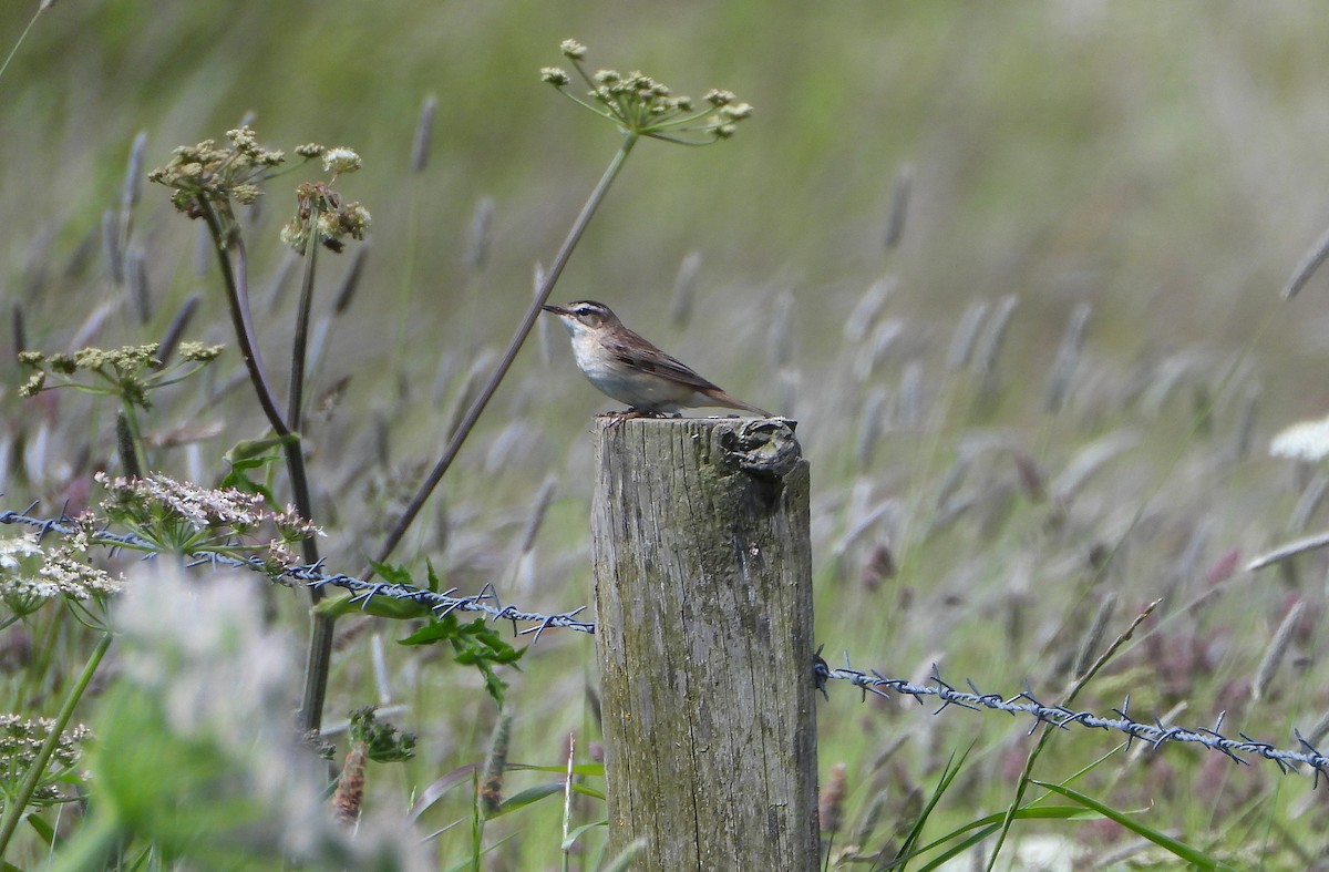 Sedge Warbler - ML620781477