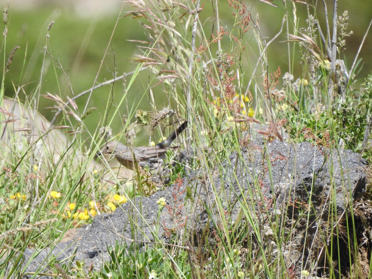 White-throated Robin - ML620781478