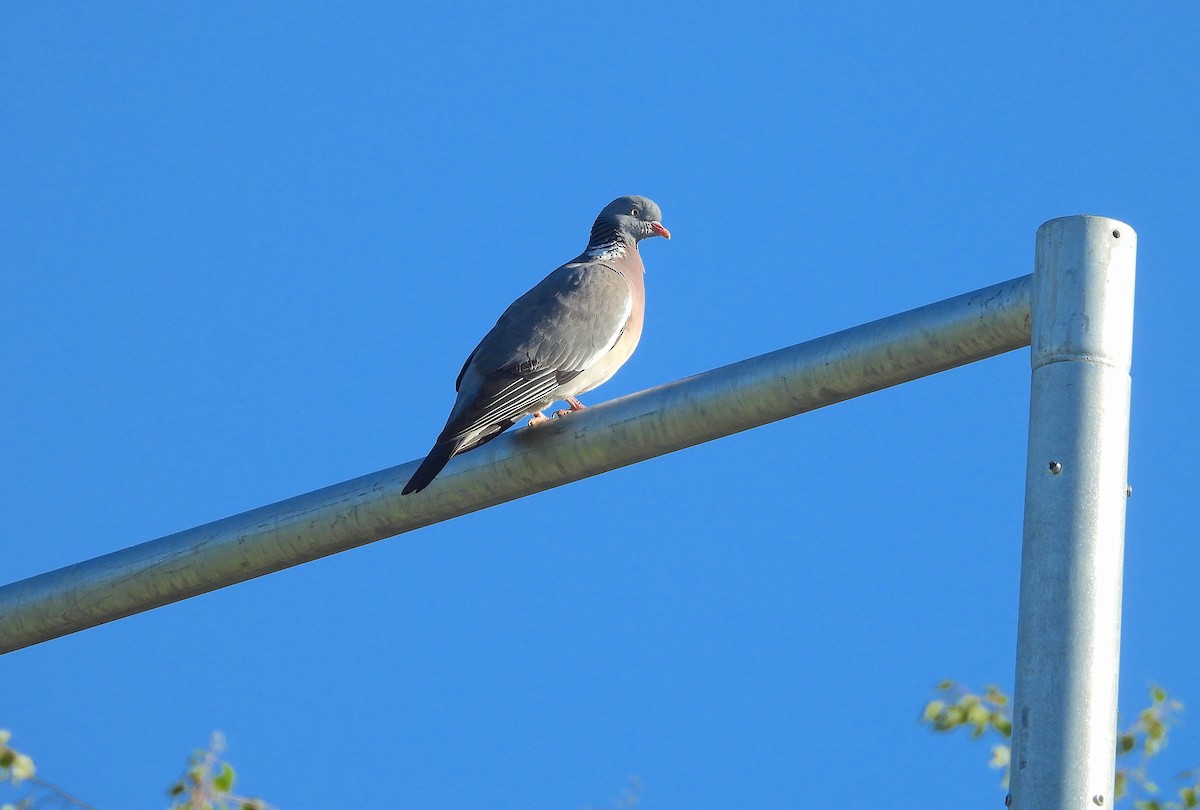 Common Wood-Pigeon - ML620781481