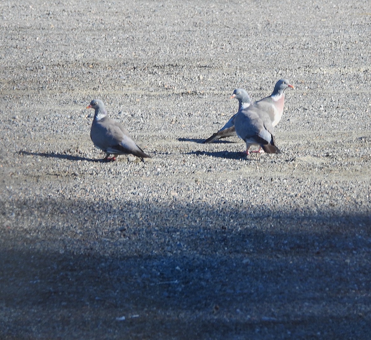 Common Wood-Pigeon - ML620781482