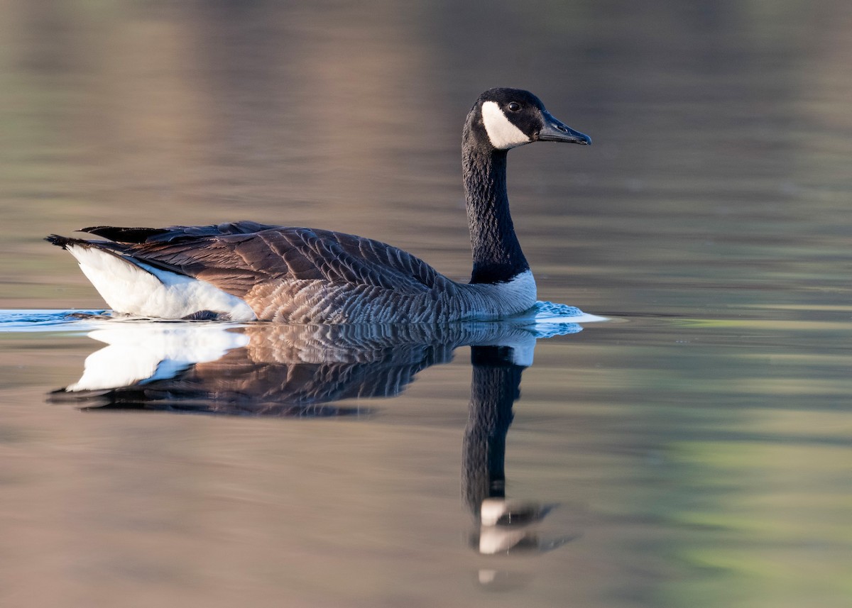 Canada Goose - ML620781483