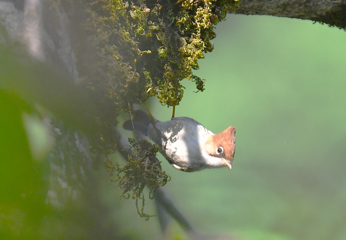 Whiskered Yuhina - ML620781484