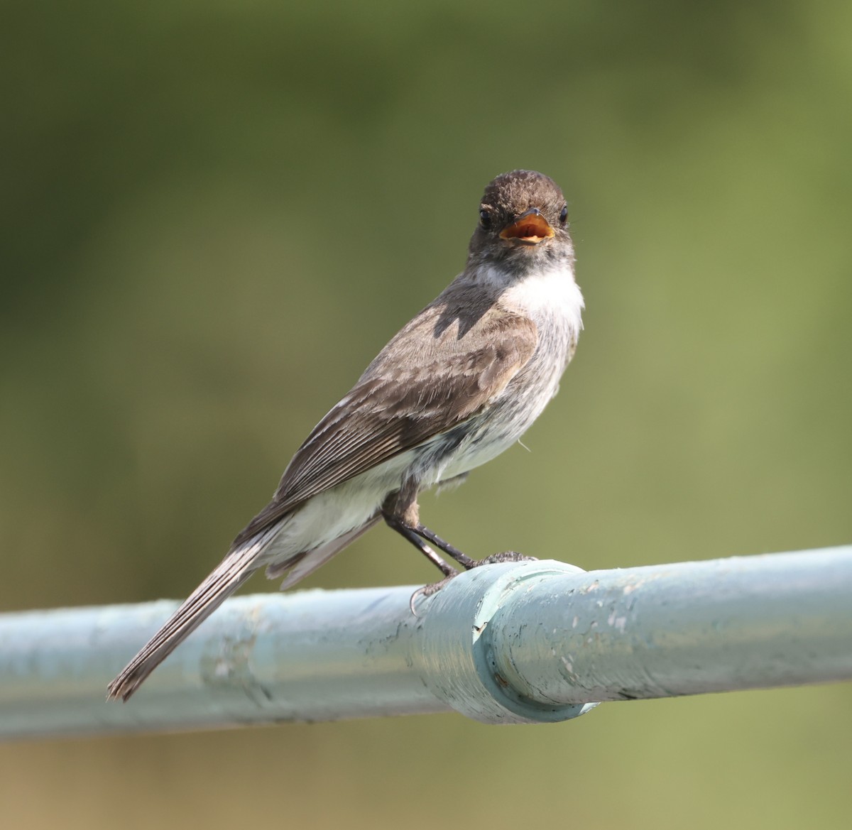 Eastern Phoebe - ML620781493