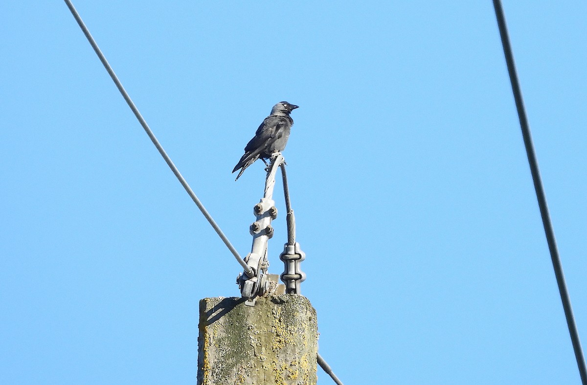 Eurasian Jackdaw - ML620781494