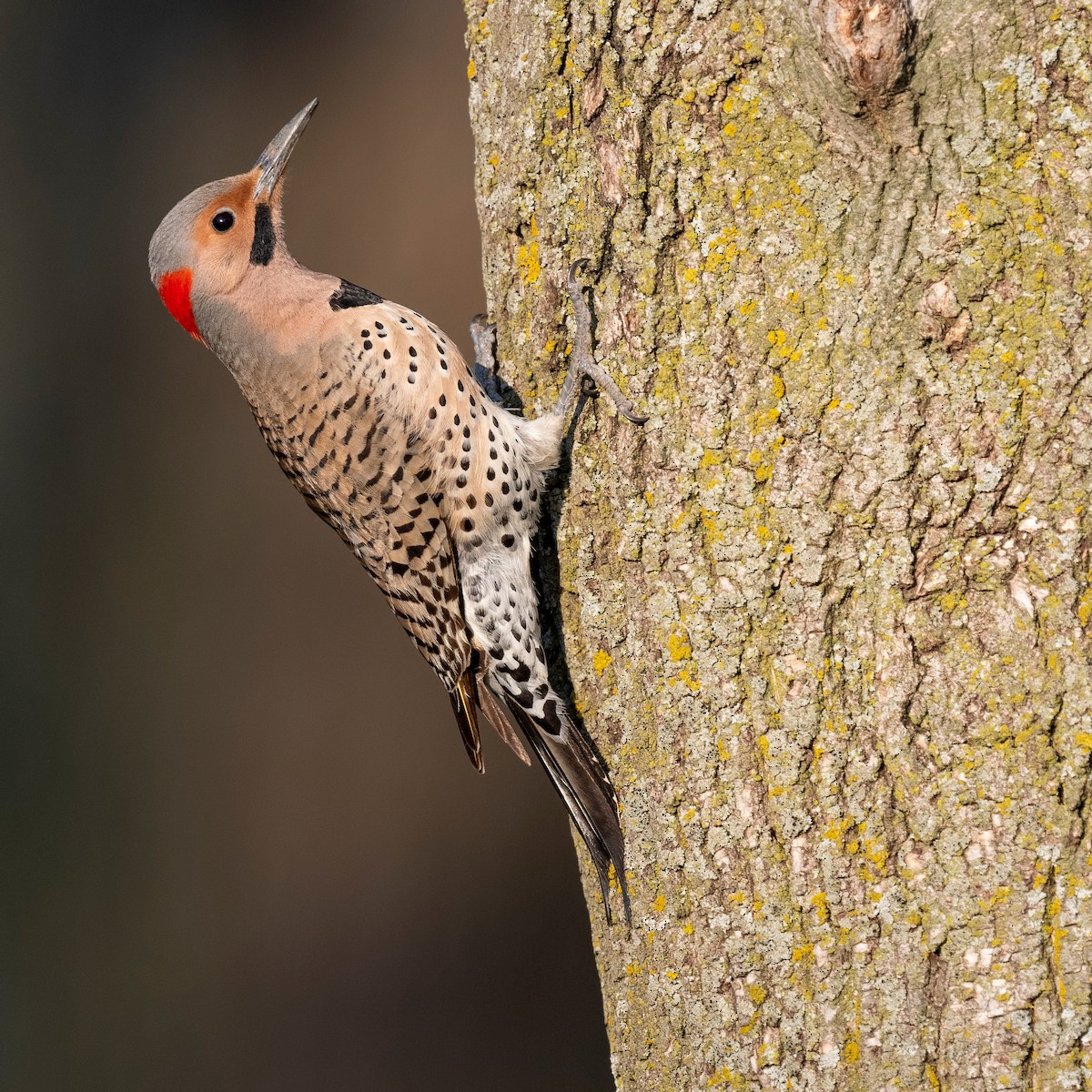 Northern Flicker - ML620781500