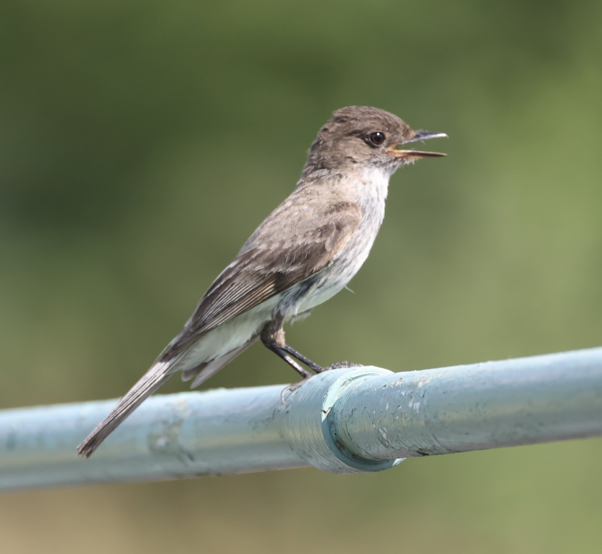 Eastern Phoebe - ML620781502