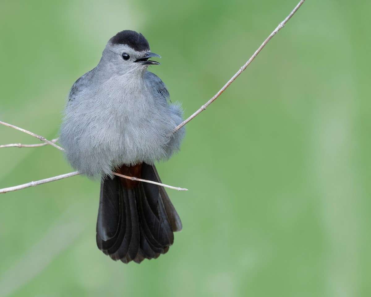 Gray Catbird - ML620781506