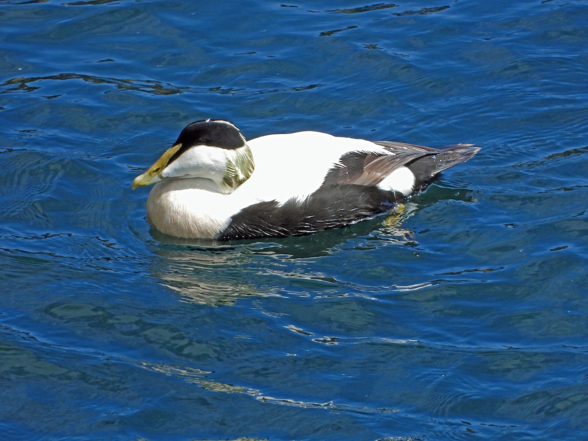 Eider arrunta - ML620781508
