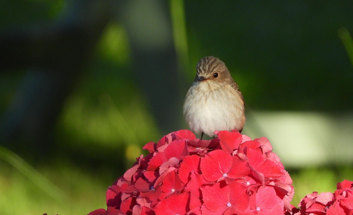 Spotted Flycatcher - ML620781509