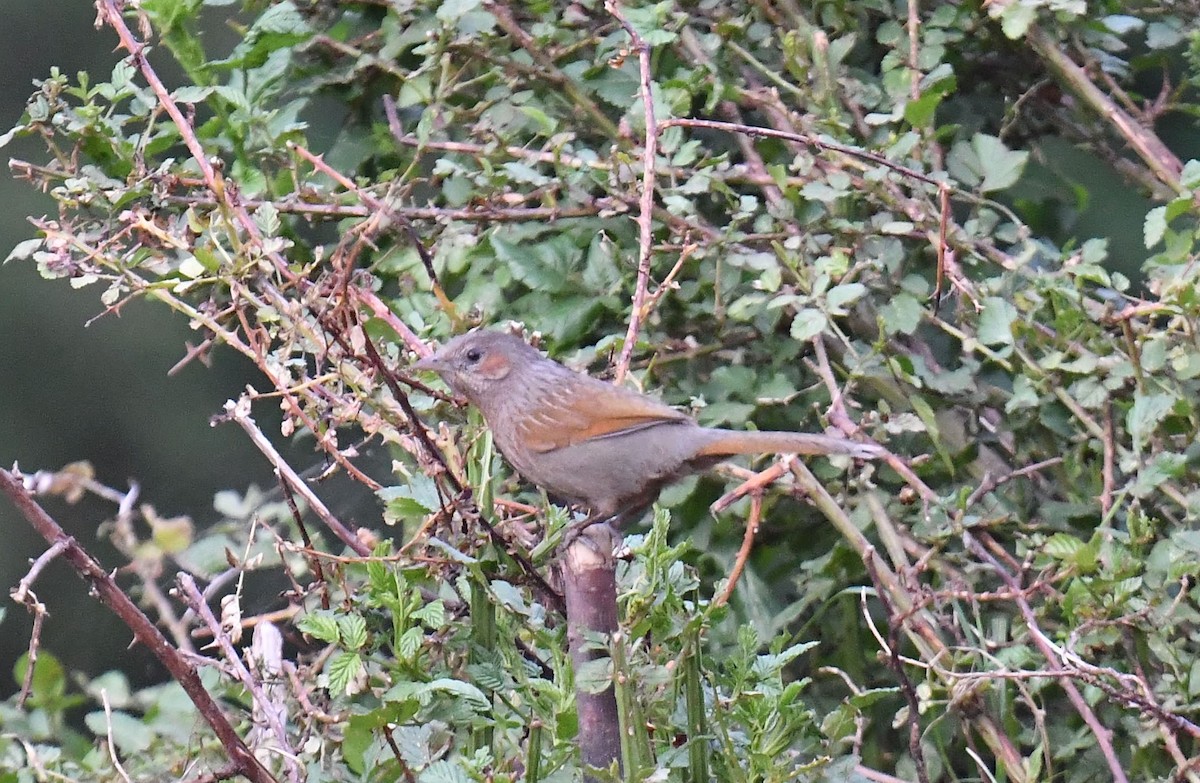 Streaked Laughingthrush - ML620781513