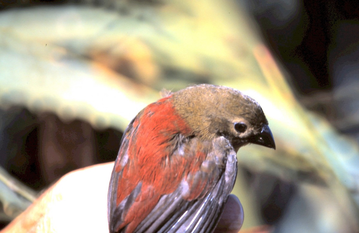 Red-faced Crimsonwing - ML620781514