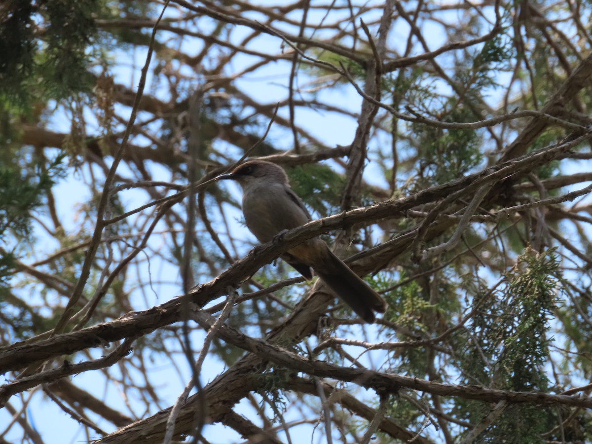 Yemen Warbler - ML620781515