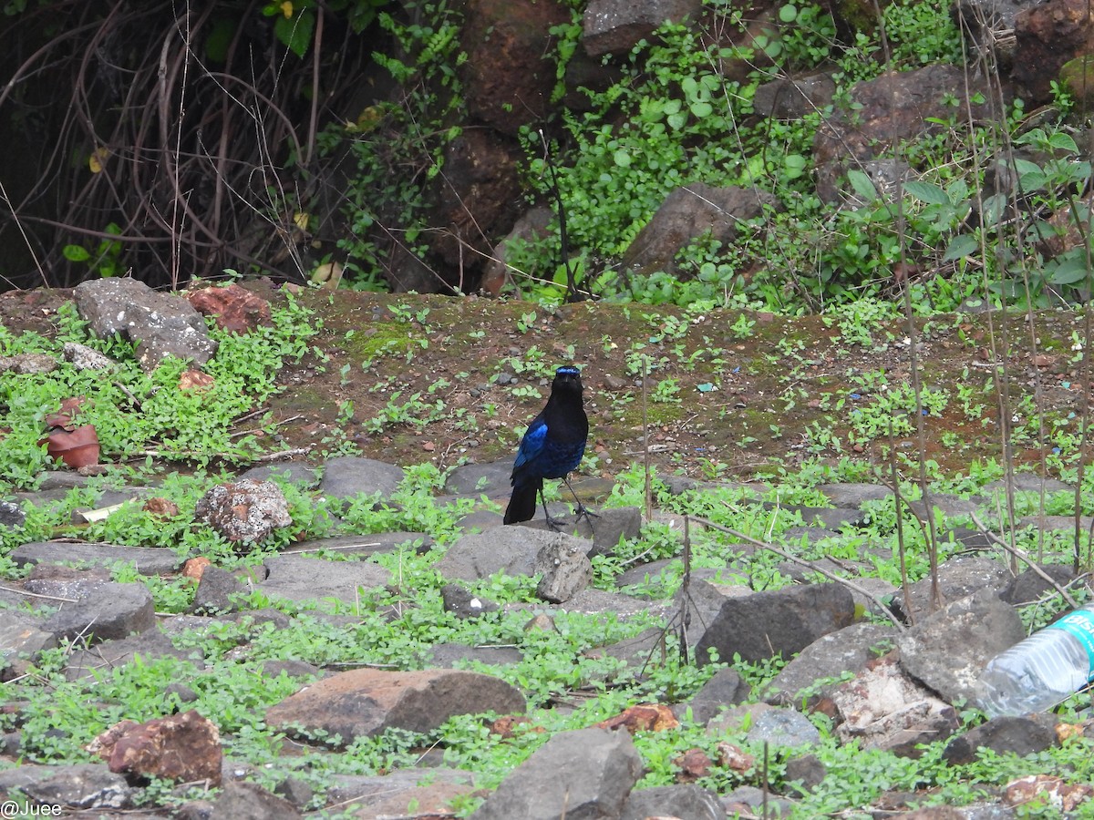 Malabar Whistling-Thrush - ML620781518