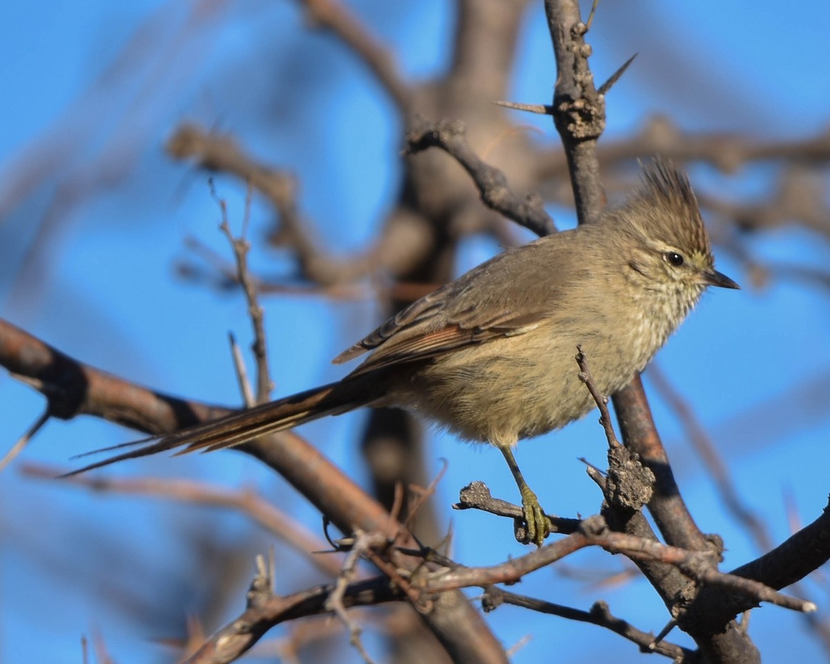 Tufted Tit-Spinetail - ML620781521