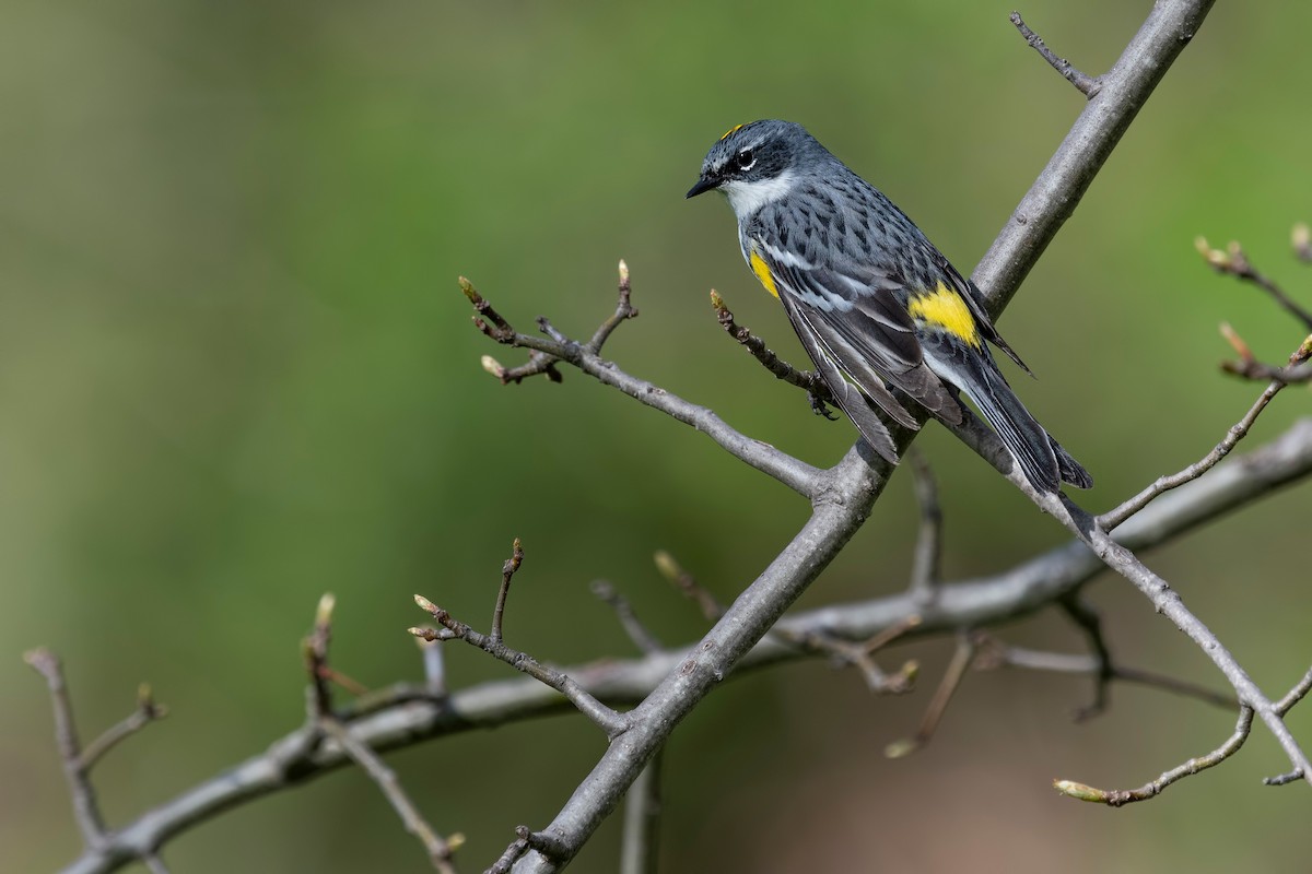 Yellow-rumped Warbler (Myrtle) - ML620781522