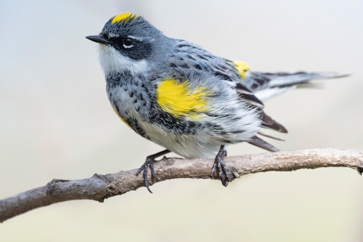 Yellow-rumped Warbler (Myrtle) - ML620781523