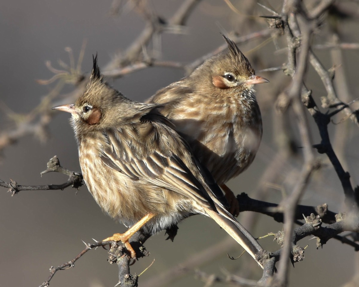 Lark-like Brushrunner - ML620781525