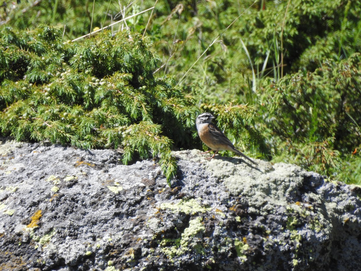 Rock Bunting - ML620781527