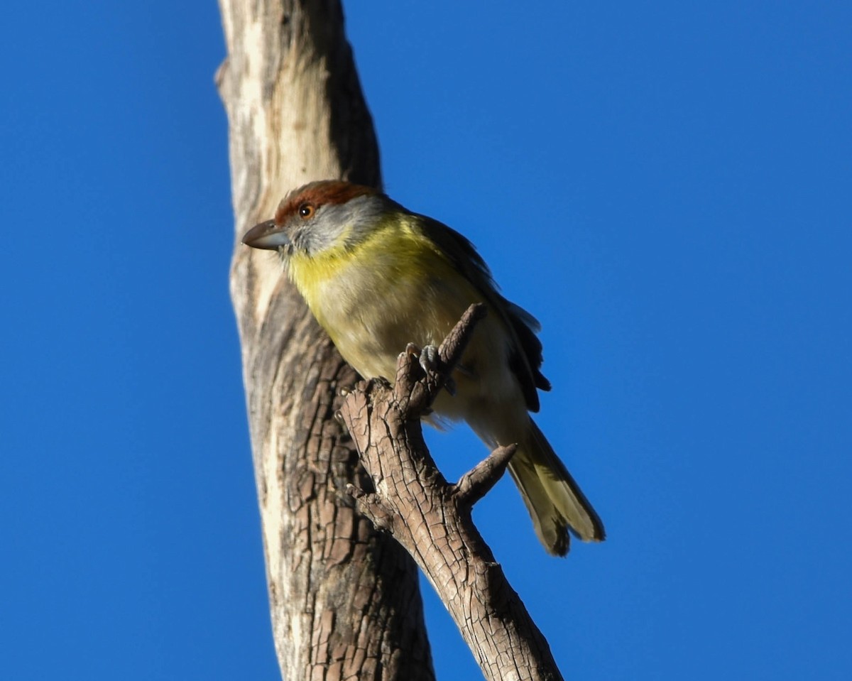 Rufous-browed Peppershrike - ML620781530