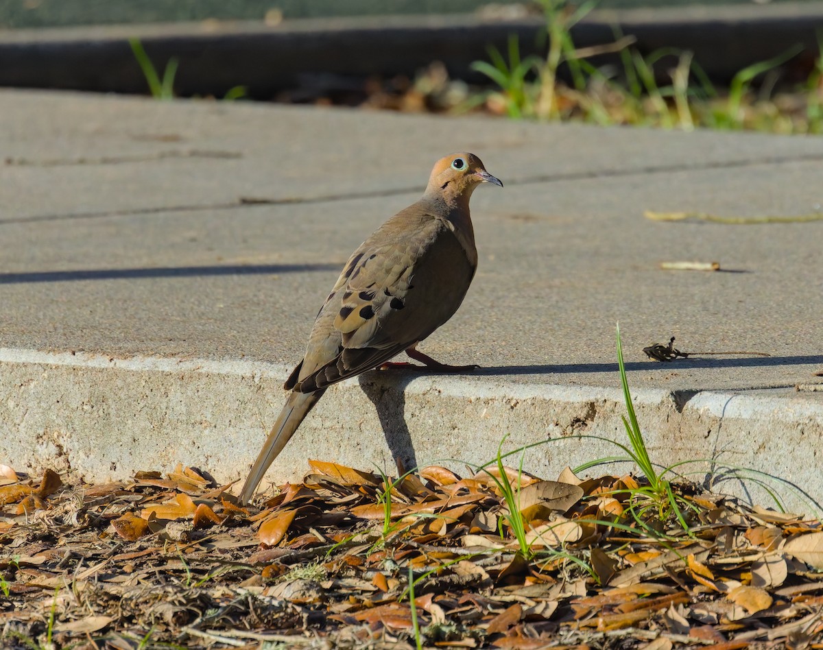 Mourning Dove - ML620781532