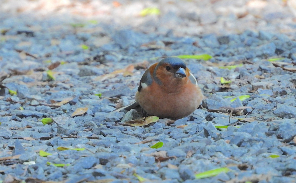 Common Chaffinch - ML620781534