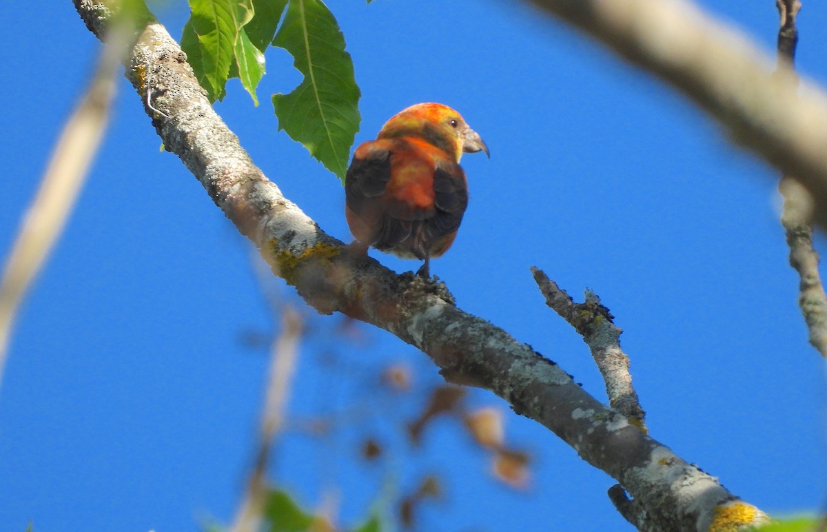 Red Crossbill - ML620781539