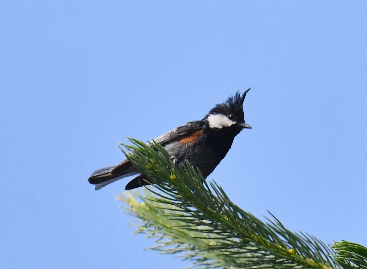 Coal Tit - Chitra Shanker