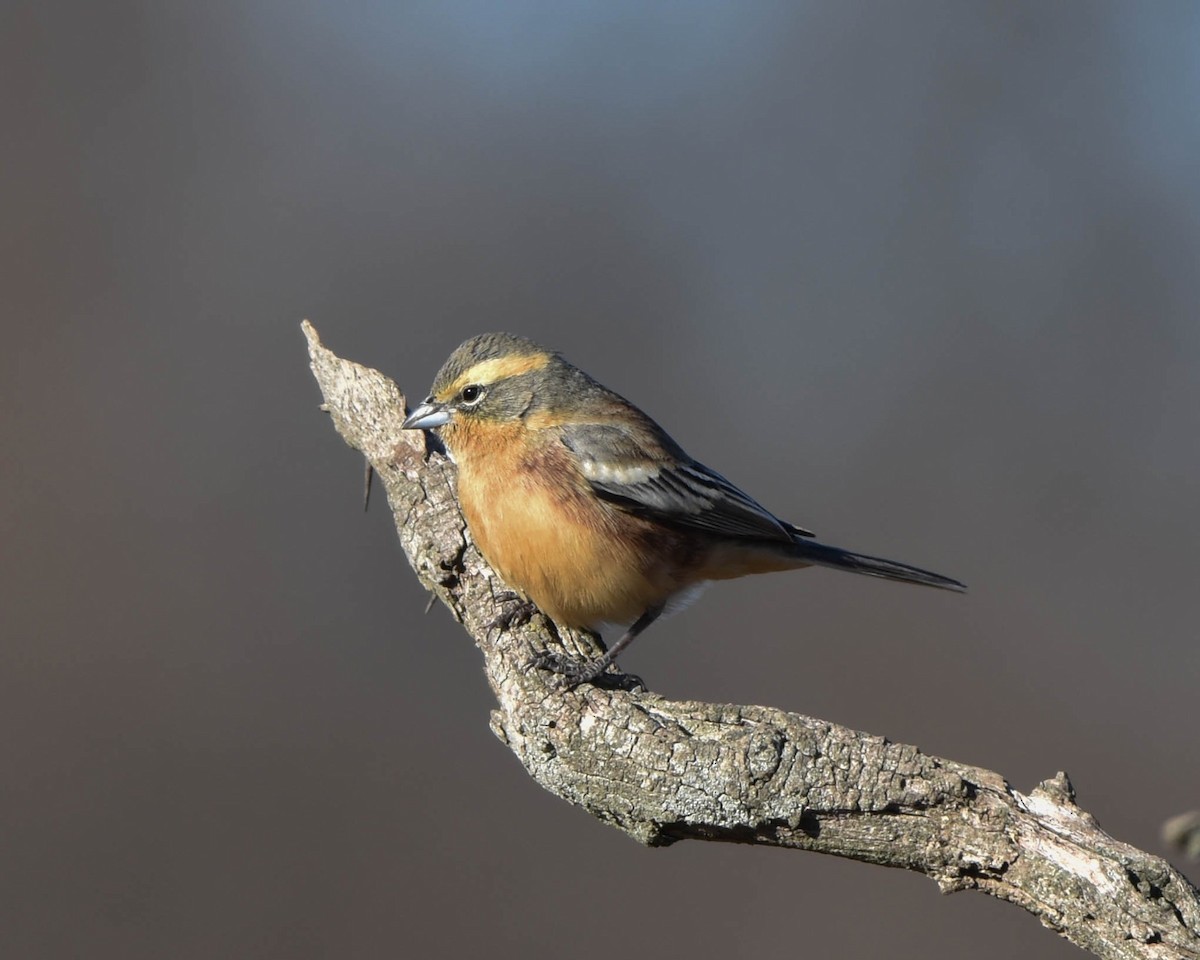 Cinnamon Warbling Finch - ML620781541