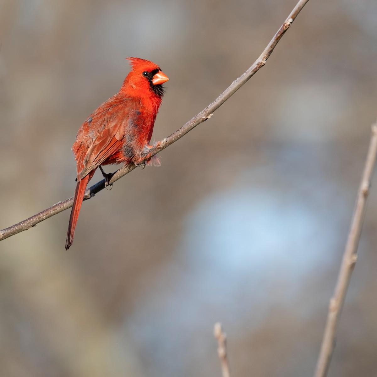 Cardenal Norteño - ML620781544