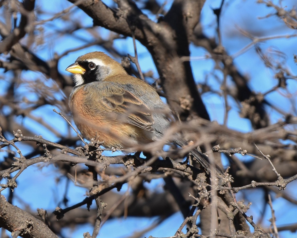 Many-colored Chaco Finch - ML620781546