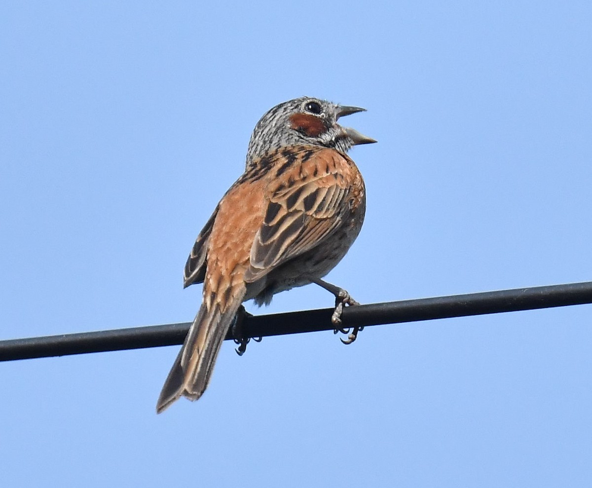 Chestnut-eared Bunting - ML620781552