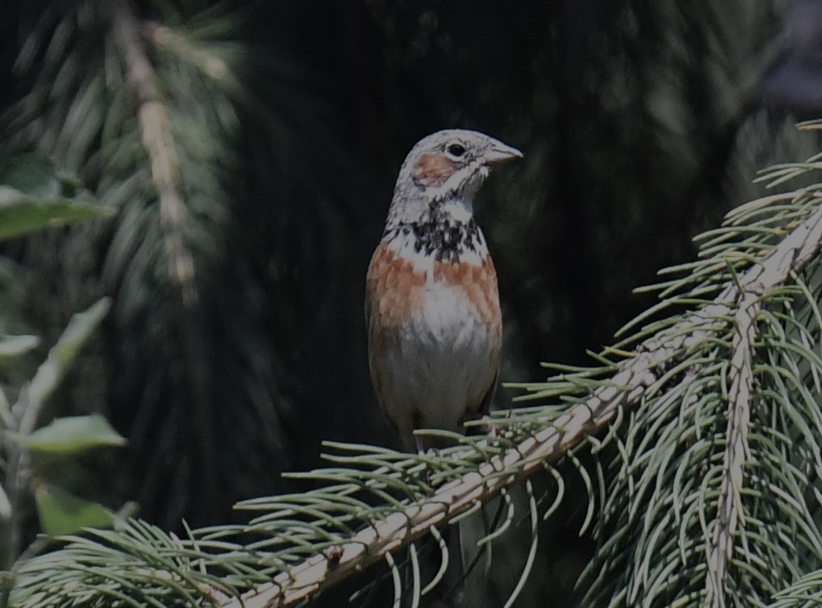 Chestnut-eared Bunting - ML620781553