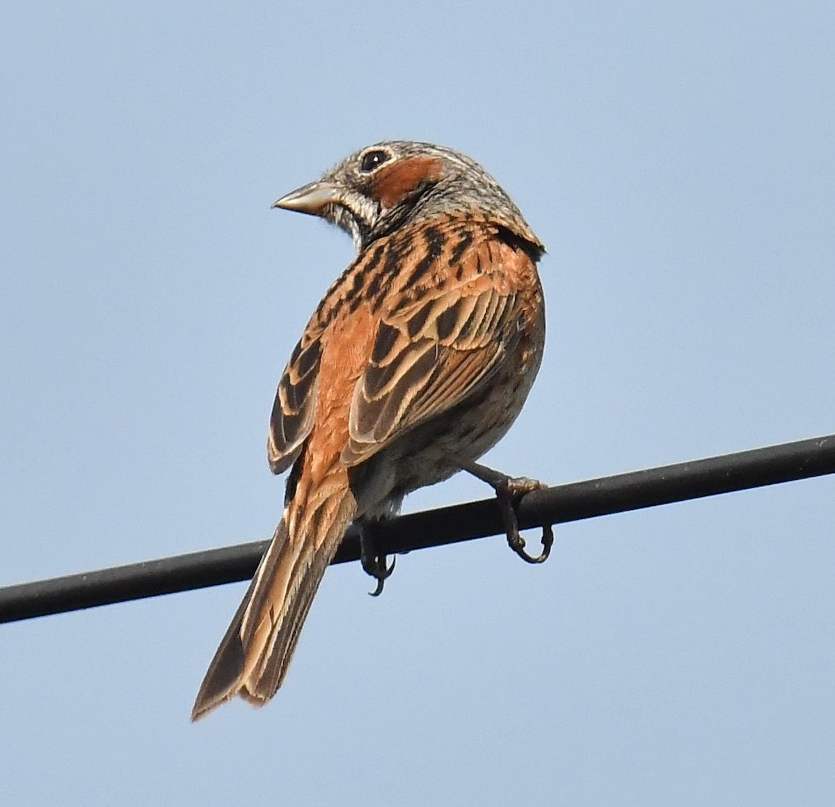 Chestnut-eared Bunting - ML620781554