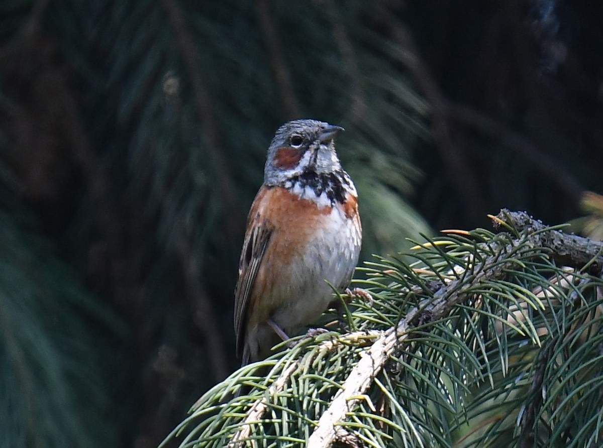 Chestnut-eared Bunting - ML620781555