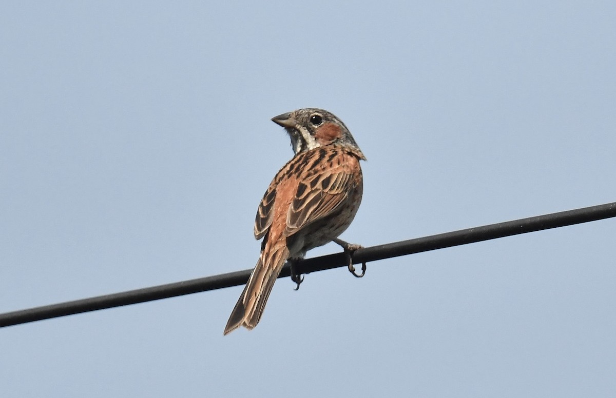 Chestnut-eared Bunting - ML620781556