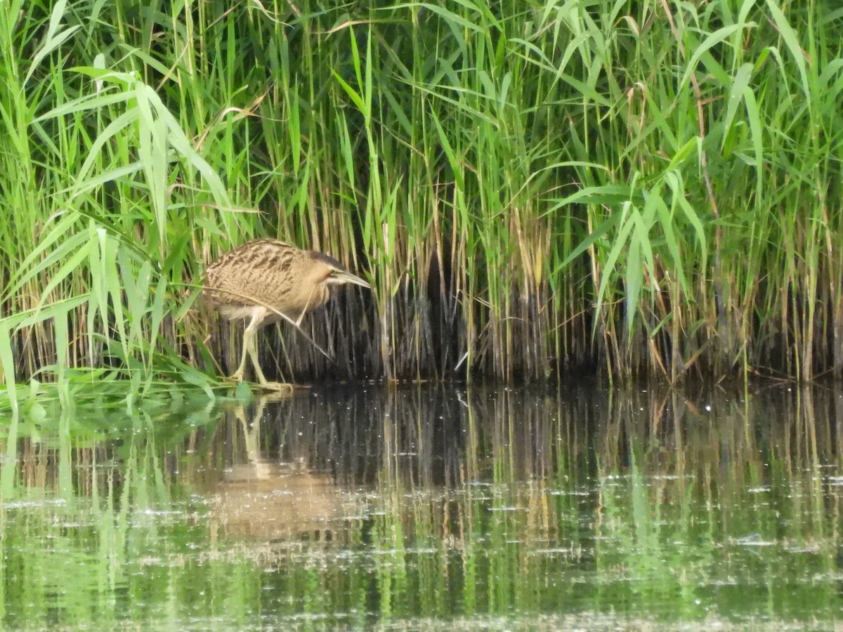 Great Bittern - ML620781558