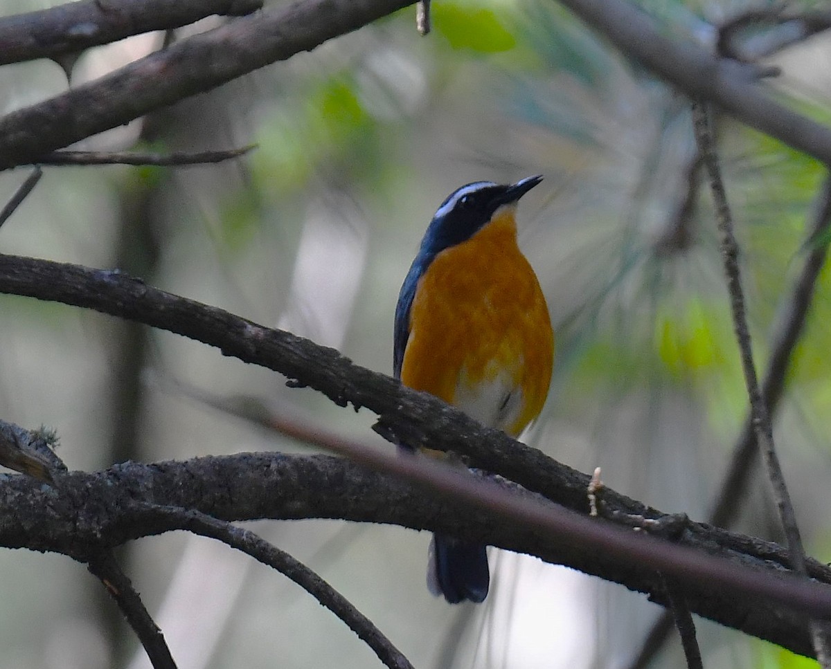 Indian Blue Robin - ML620781569