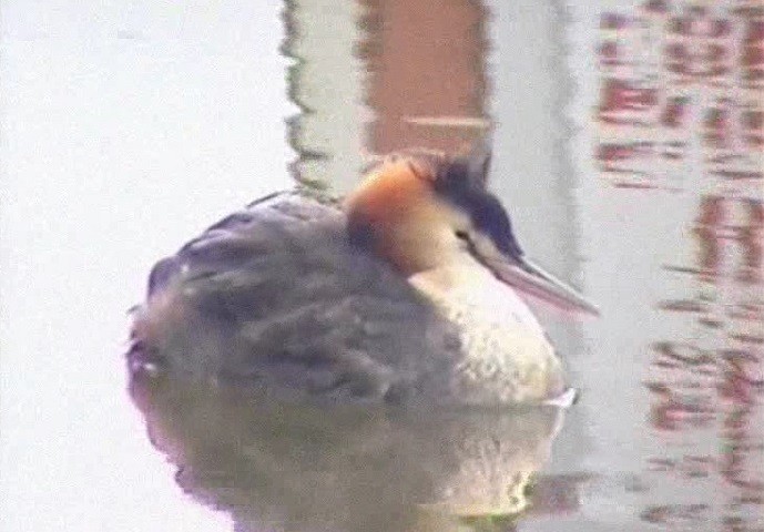 Great Crested Grebe - ML620781571