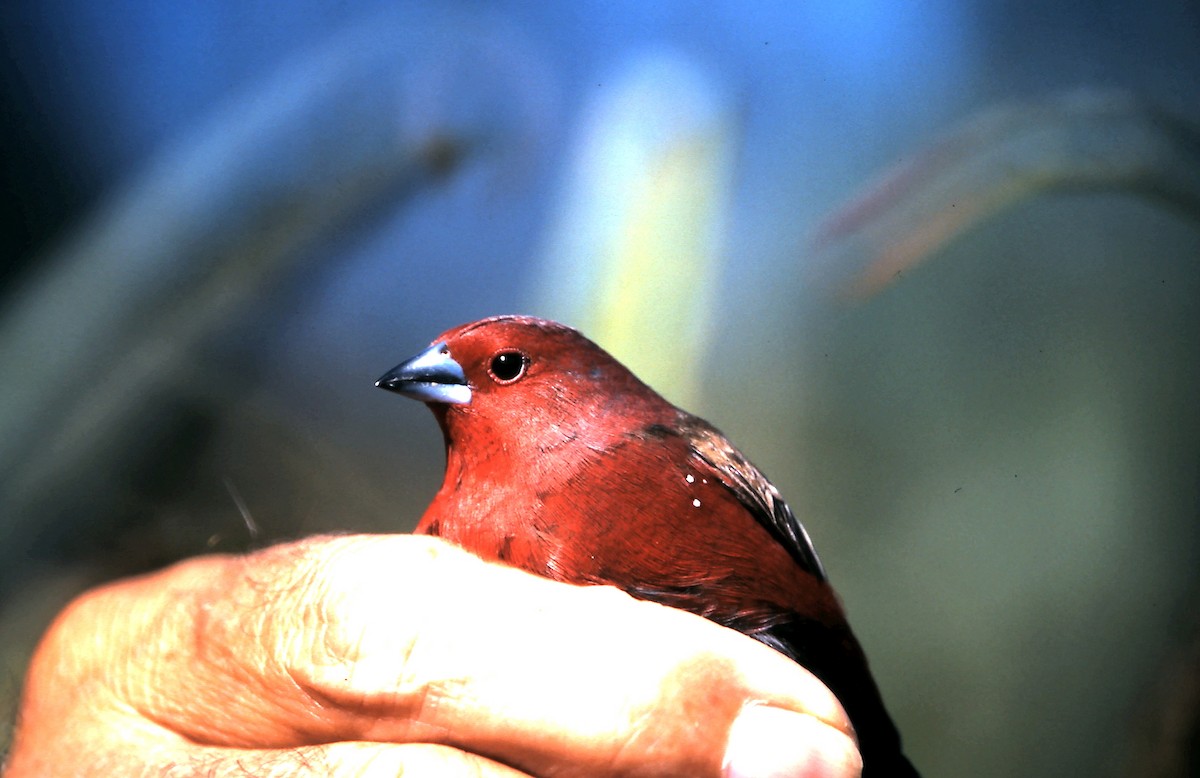 African Firefinch - ML620781577