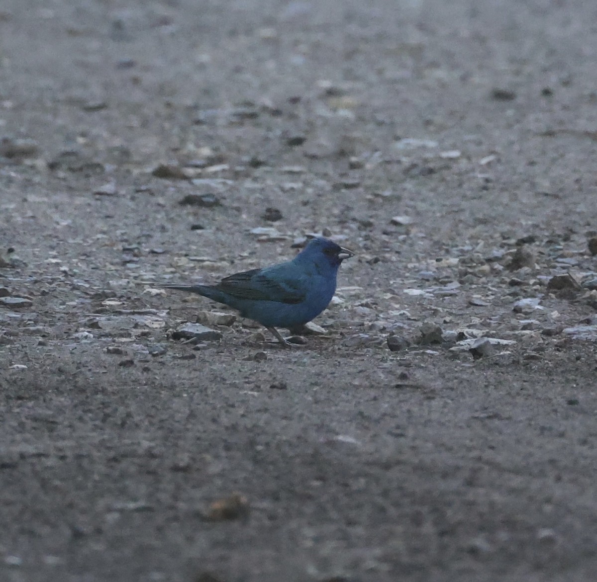 Indigo Bunting - ML620781578