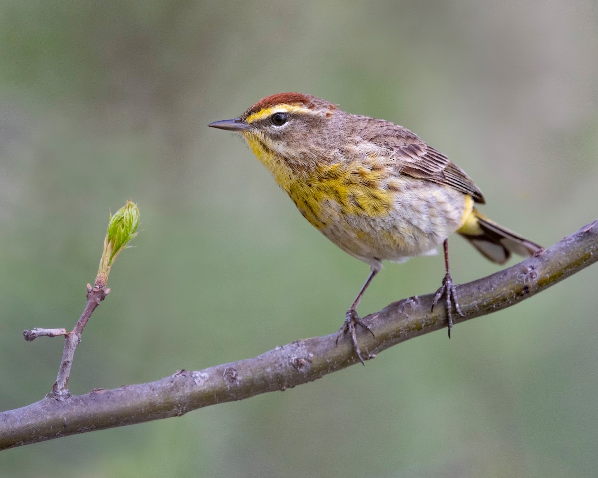 Palm Warbler - ML620781579