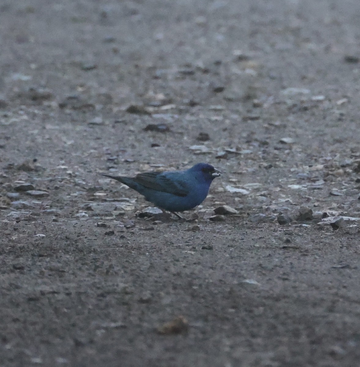 Indigo Bunting - ML620781580