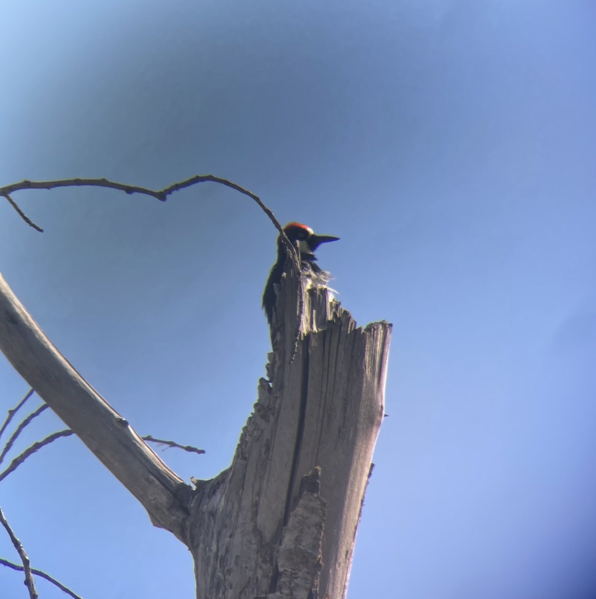 Acorn Woodpecker - ML620781581