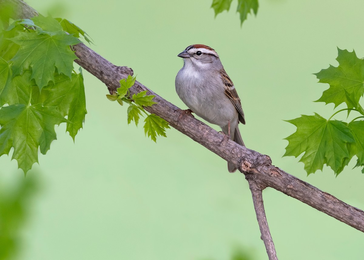 Chipping Sparrow - ML620781583