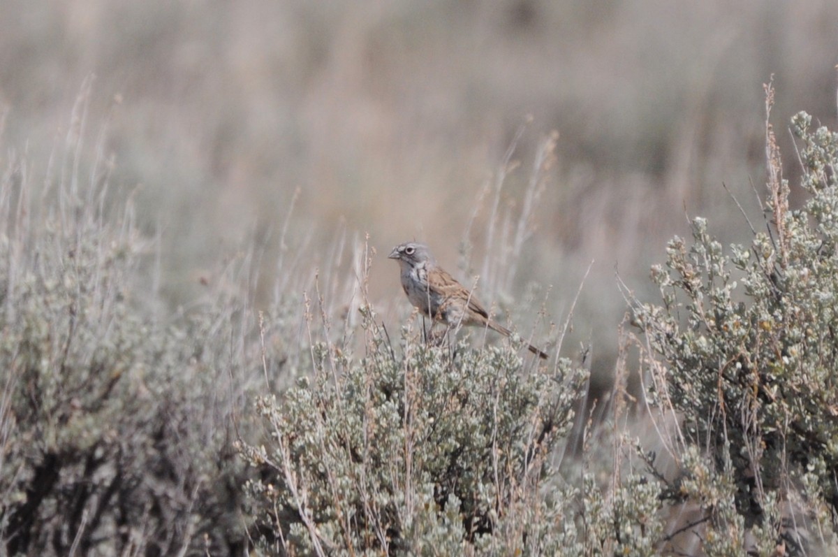 Sagebrush Sparrow - ML620781585