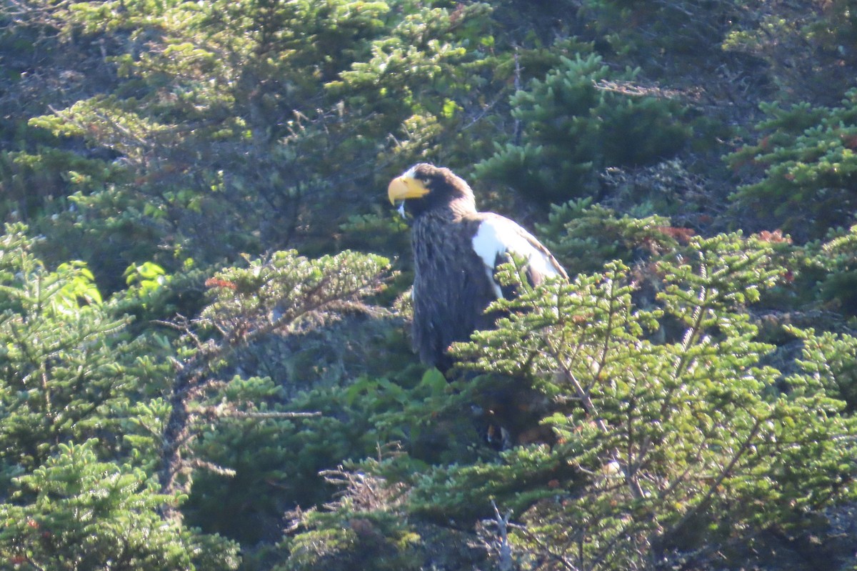 Steller's Sea-Eagle - Paul Nicholson