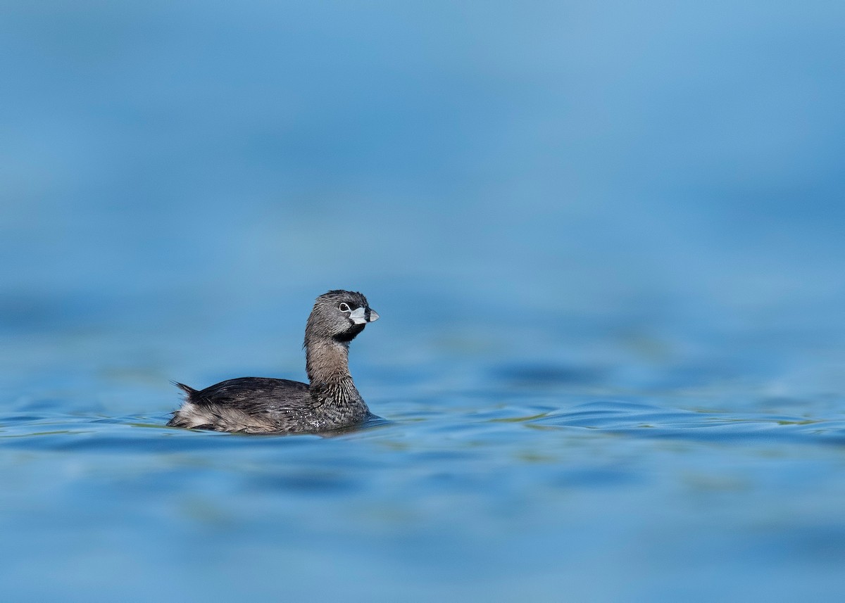 Pied-billed Grebe - ML620781591